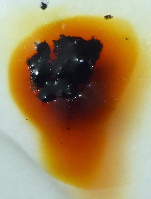 macrostoma