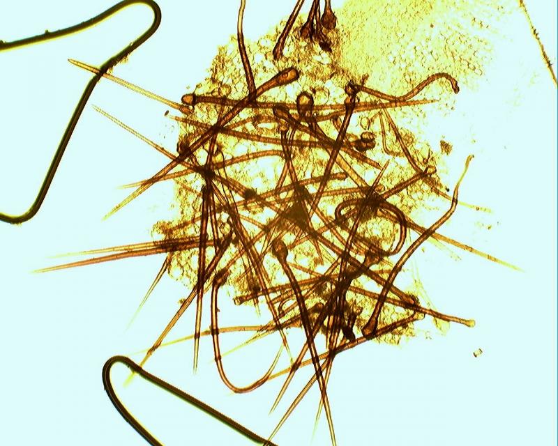 macrostoma