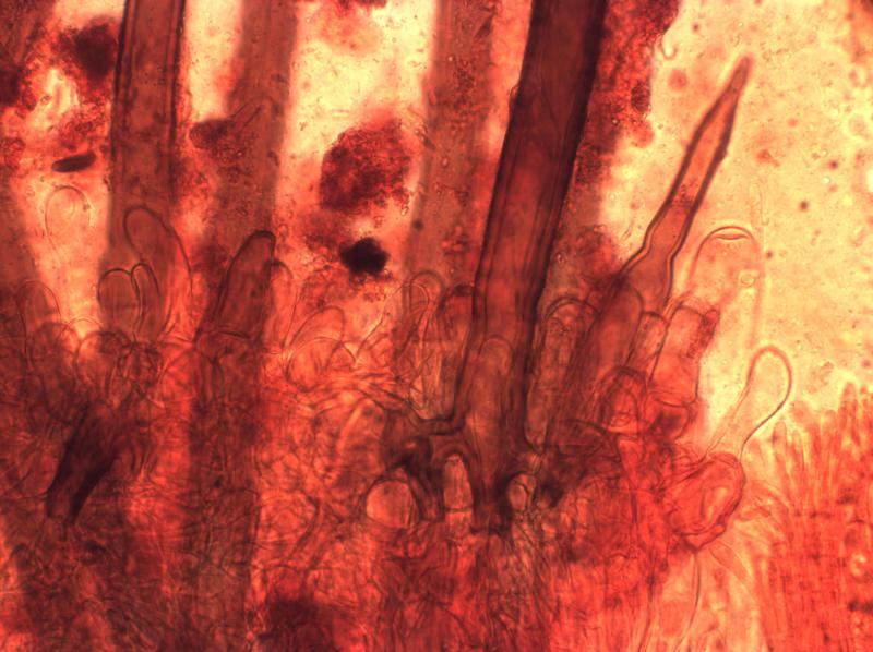macrostoma