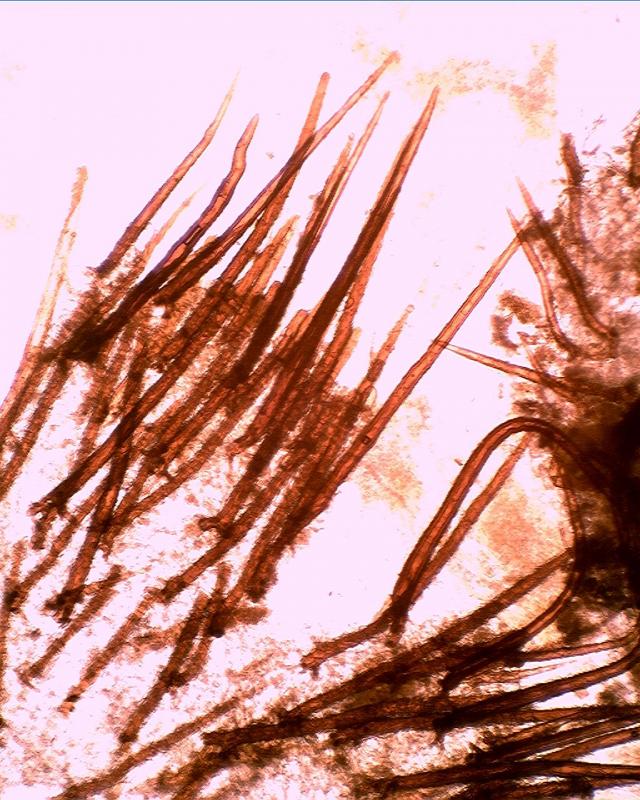 macrostoma