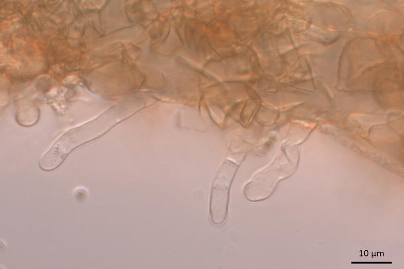 macrostoma