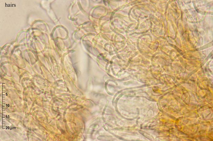 macrostoma