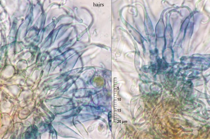 macrostoma