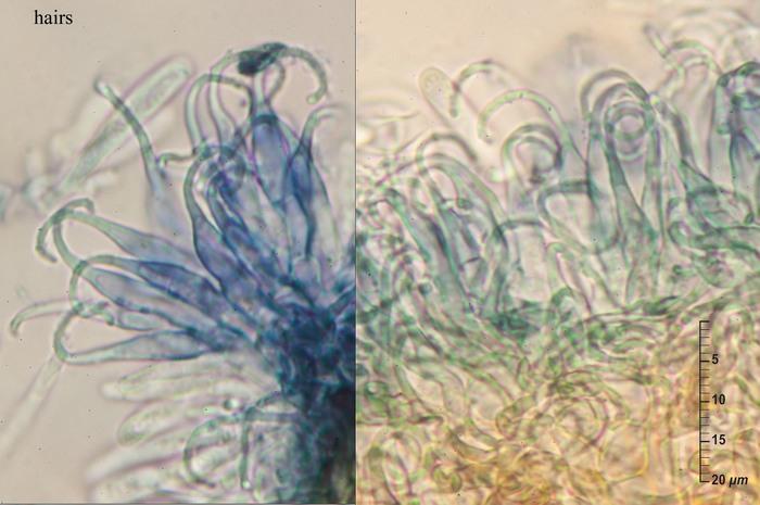 macrostoma