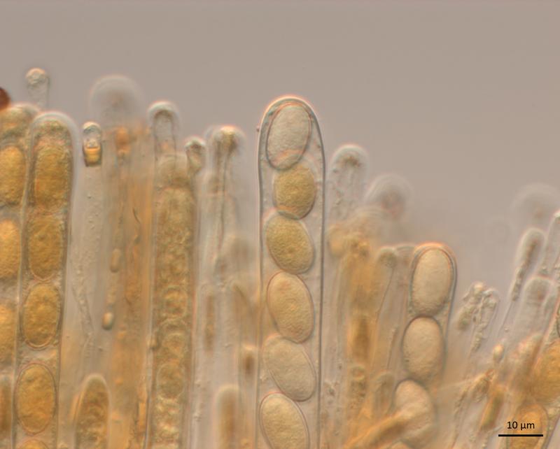 macrostoma
