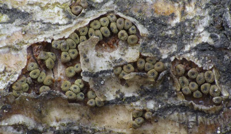 macrostoma