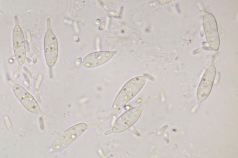 macrostoma