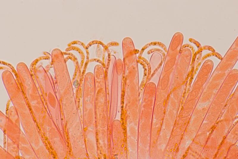 macrostoma