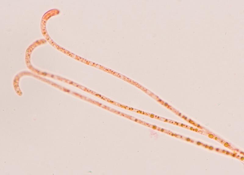 macrostoma