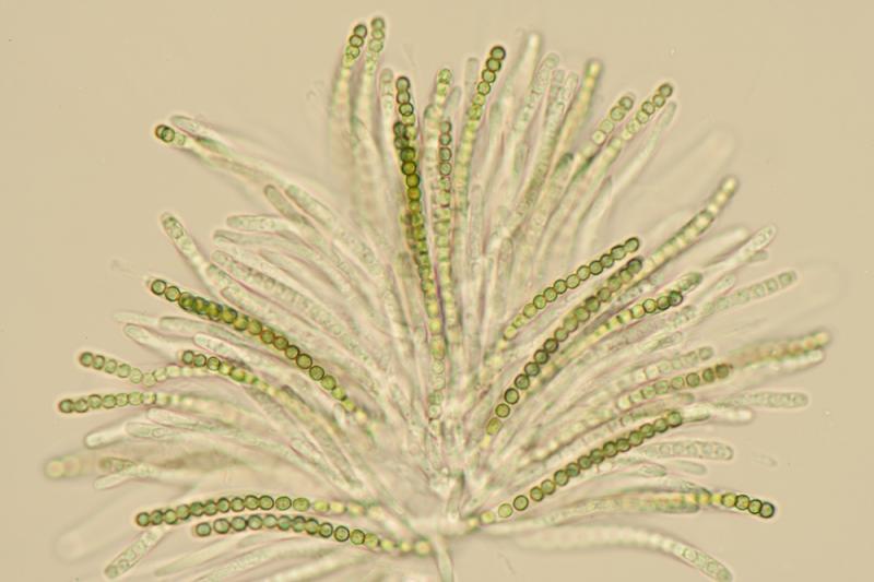 macrostoma