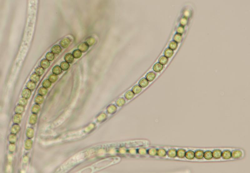 macrostoma
