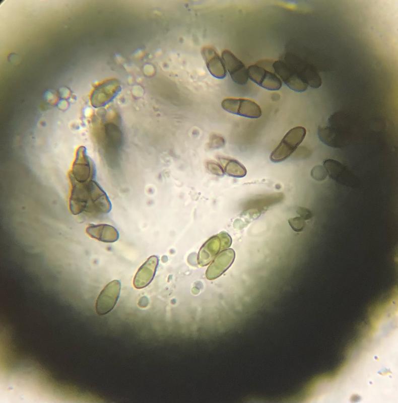 macrostoma