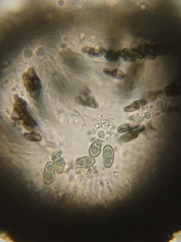 macrostoma