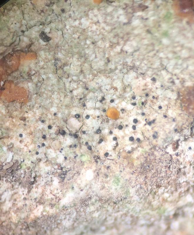 macrostoma