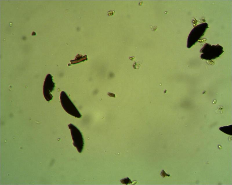 macrostoma