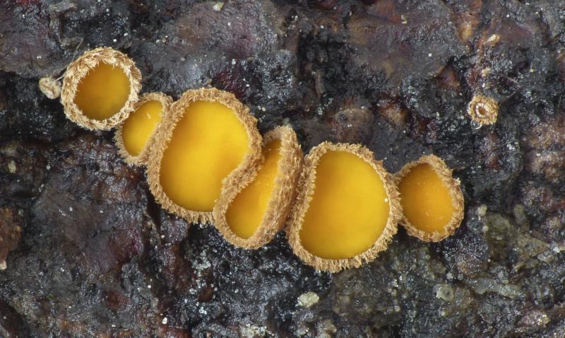 macrostoma