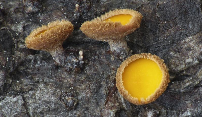 macrostoma