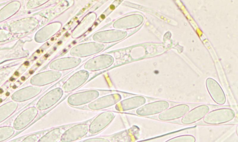 macrostoma