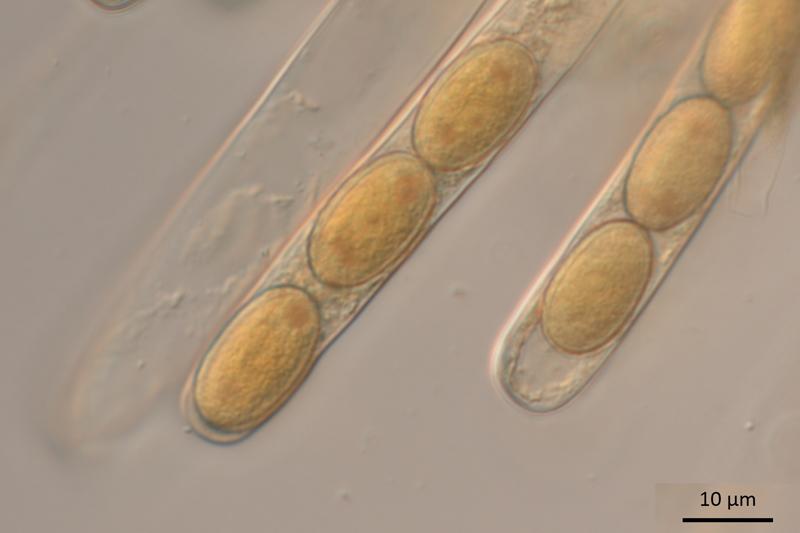 macrostoma
