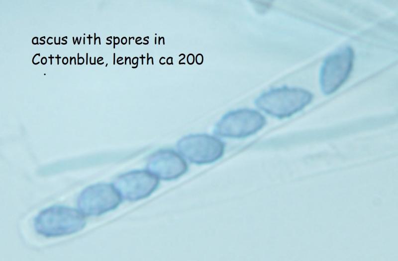 macrostoma