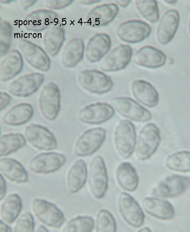 macrostoma