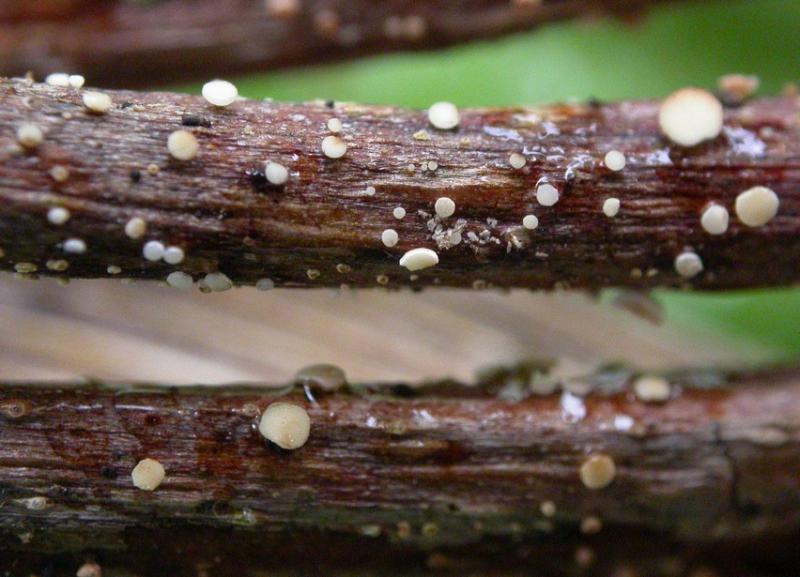 macrostoma