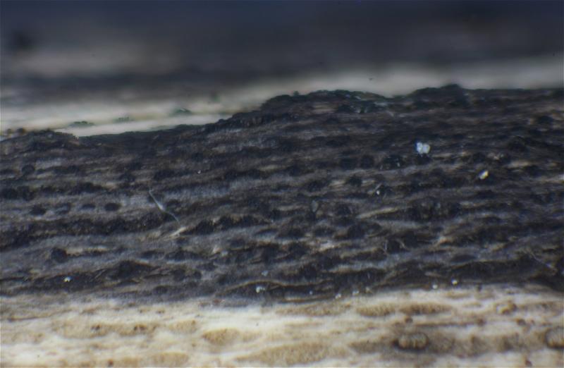 macrostoma