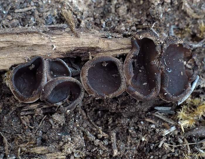 macrostoma