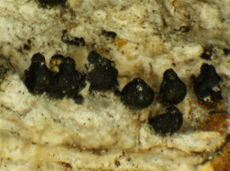 macrostoma
