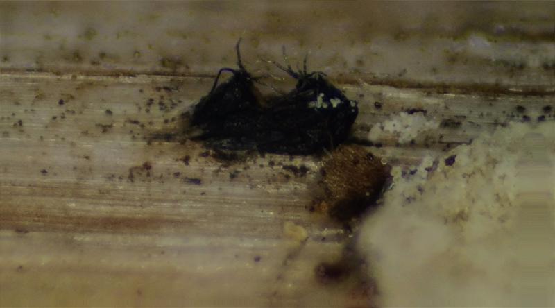 macrostoma
