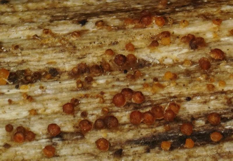 macrostoma