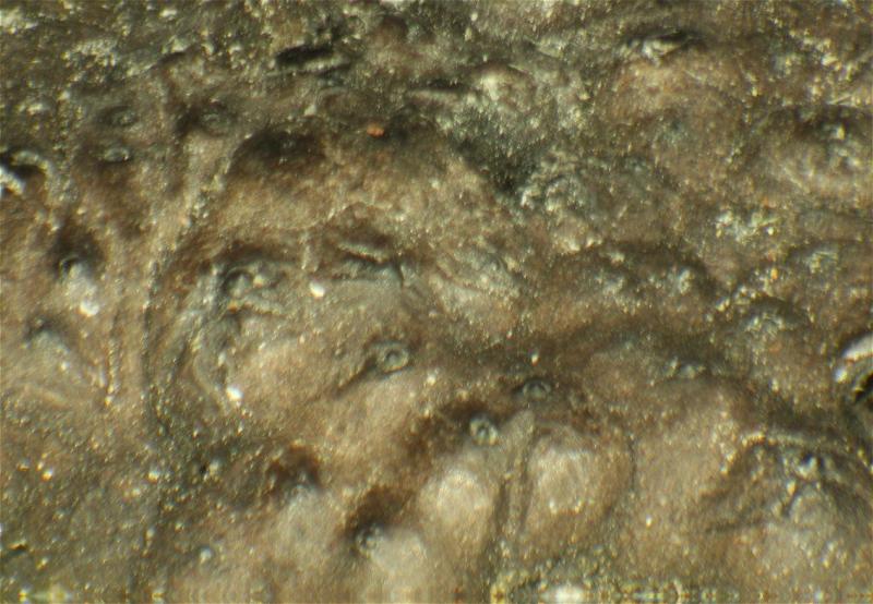 macrostoma