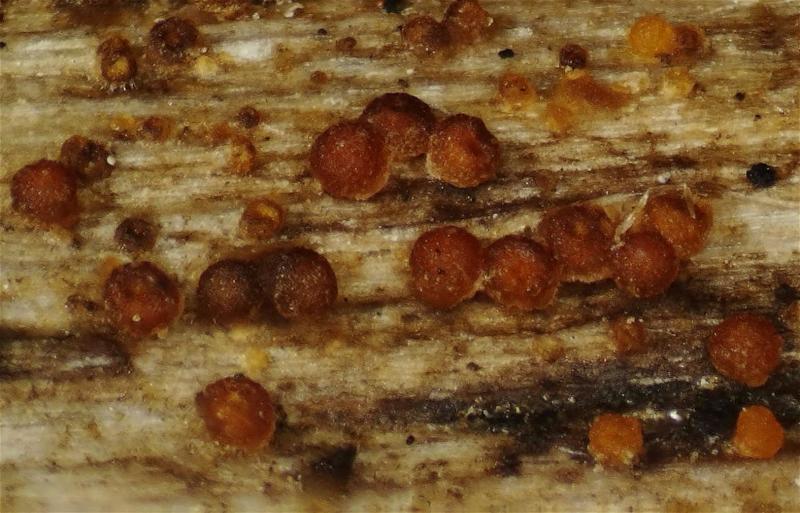 macrostoma