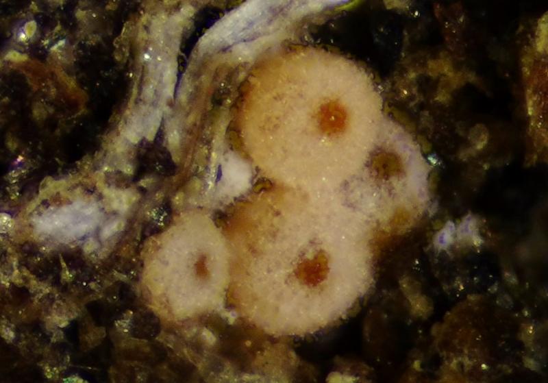 macrostoma