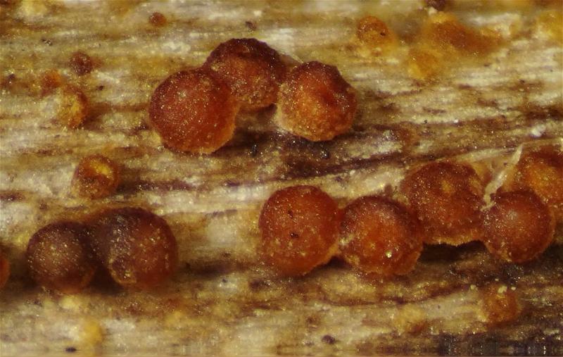 macrostoma