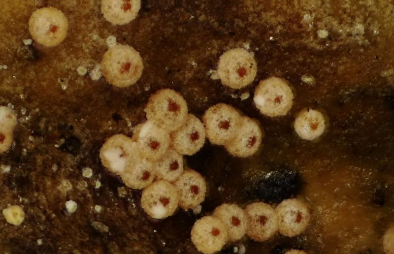 macrostoma