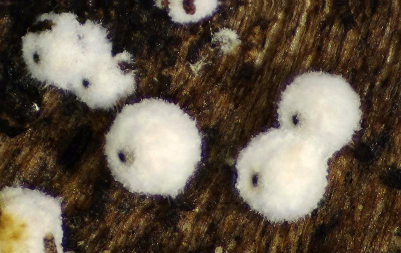 macrostoma