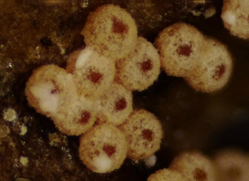 macrostoma