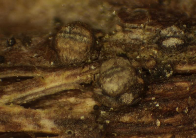 macrostoma