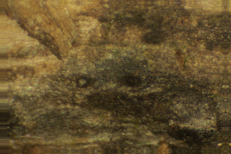 macrostoma