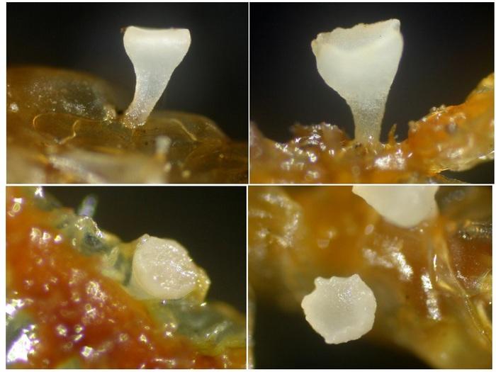 macrostoma