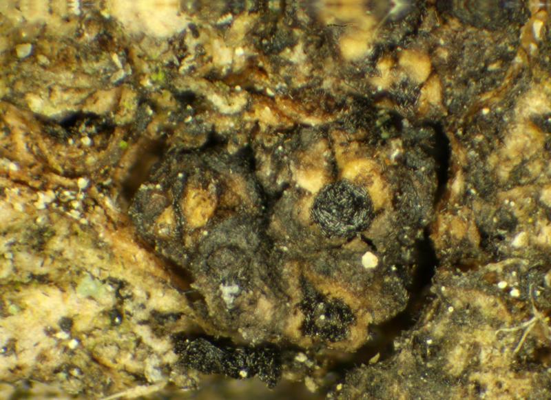 macrostoma