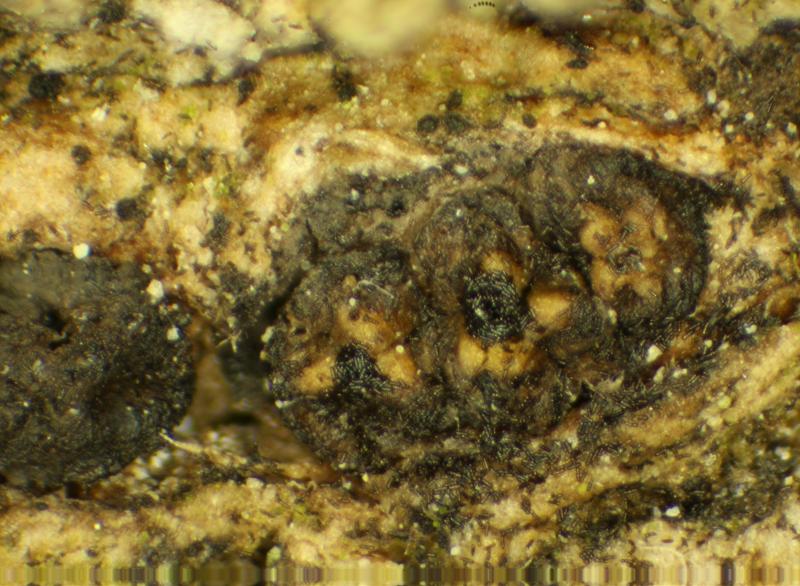 macrostoma