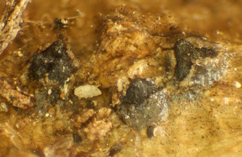 macrostoma