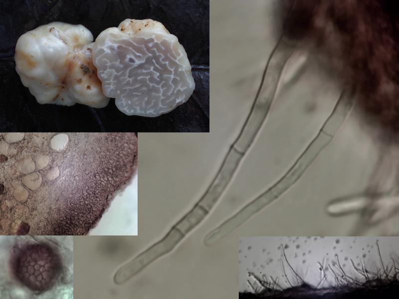 macrostoma
