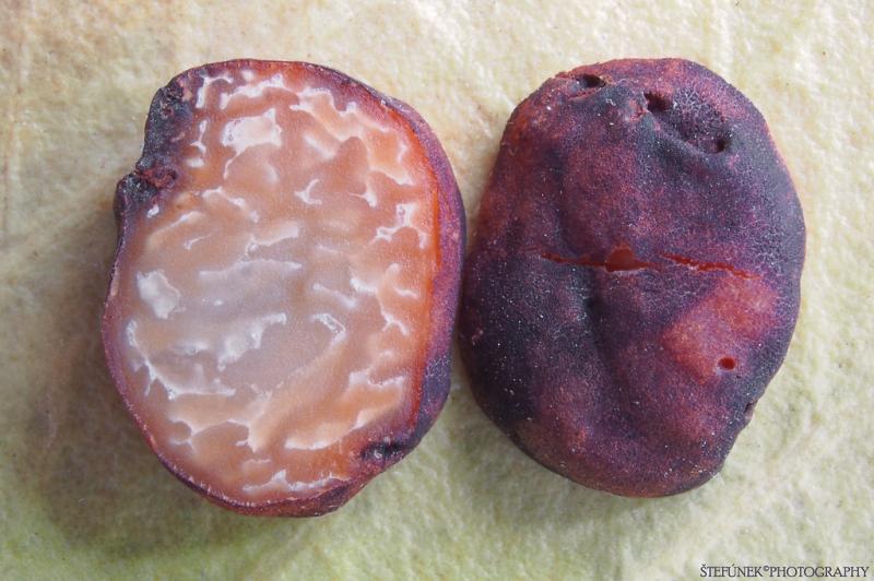 macrostoma
