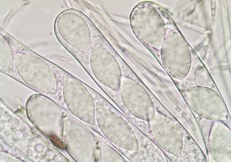 macrostoma