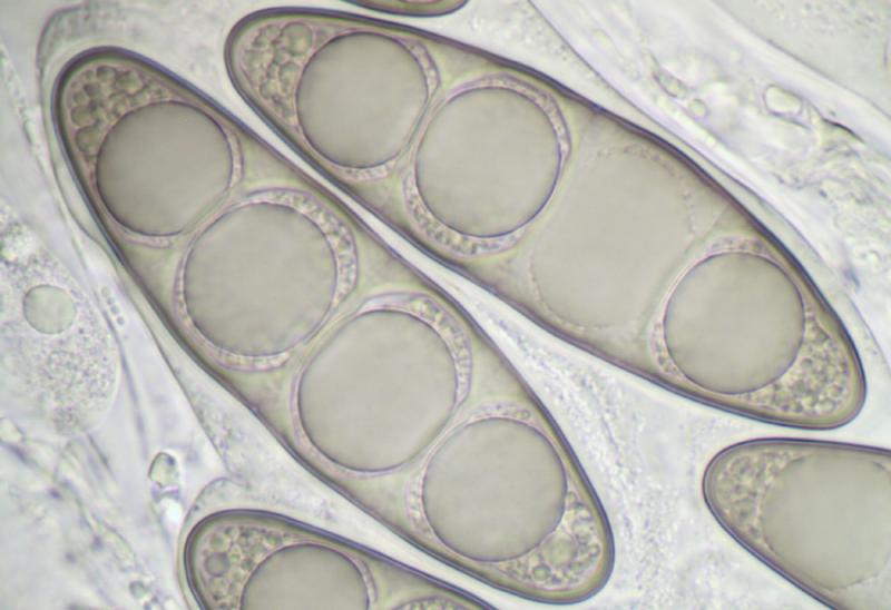 macrostoma