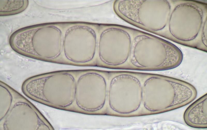 macrostoma