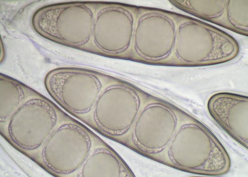 macrostoma